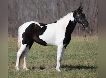 Tennessee walking horse, Ruin, 8 Jaar, 152 cm, Tobiano-alle-kleuren, in Mount Vernon KY,