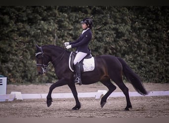 Pferd / Pony