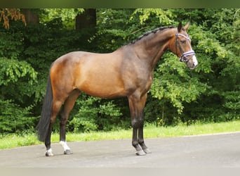 Gelding 8 years