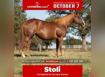 Quarter horse américain, Jument, 7 Ans, 152 cm, Alezan cuivré, in Collinsville, TX,