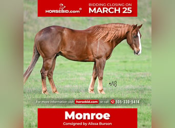 Quarter horse américain, Hongre, 7 Ans, 147 cm, Alezan cuivré, in Waco,