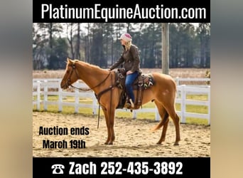 Quarter horse américain, Hongre, 12 Ans, 152 cm, Isabelle, in Moyock, NC,