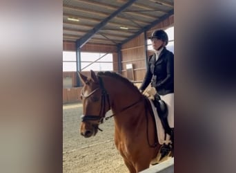 Duitse rijpony, Ruin, 4 Jaar, Donkere-vos, in Bassum,