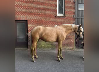 Mare 7 years