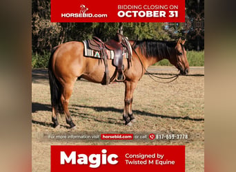 Quarter horse américain, Hongre, 14 Ans, 157 cm, Isabelle, in Pilot Point, TX,