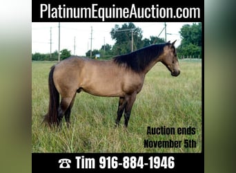 American Quarter Horse, Gelding, 9 years, 13 hh, Buckskin, in Lincoln CA,
