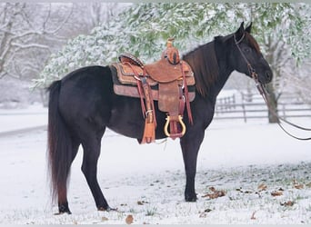 Poney des Amériques, Jument, 9 Ans, 135 cm, Noir, in Rineyville, KY