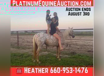 American Quarter Horse, Merrie, 7 Jaar, 145 cm, Palomino, in Pinceton MO