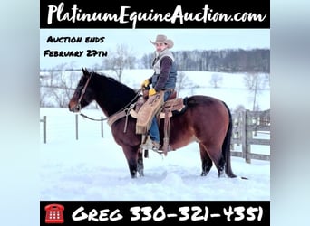 Quarter horse américain, Hongre, 7 Ans, Bai cerise, in Ashland, OH,