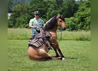 Quarter horse américain, Hongre, 10 Ans, Buckskin, in Mount Vernon, KY,