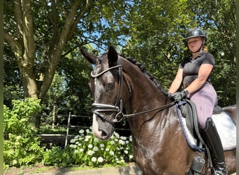 Hanoverian, Gelding, 5 years, 16,1 hh, Bay-Dark, in Sottrum