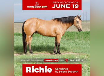 American Quarter Horse, Wallach, 11 Jahre, 152 cm, Buckskin, in Canyon, TX,