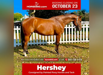 American Quarter Horse, Gelding, 8 years, 16 hh, Bay, in Northfield,