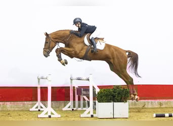 Anglo European Studbook, Wallach, 5 Jahre, 178 cm, , in Waddinxveen