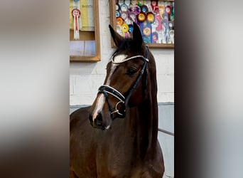 Hengst 2 Jaar Hengst 2 Jaar