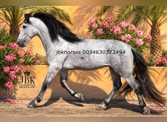 PRE, Étalon, 5 Ans, 165 cm, Gris, in Tabernas Almeria