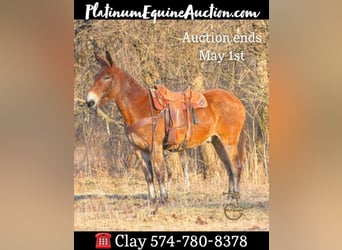 Quarter horse américain, Hongre, 14 Ans, 163 cm, Bai cerise, in Walkerton IN,