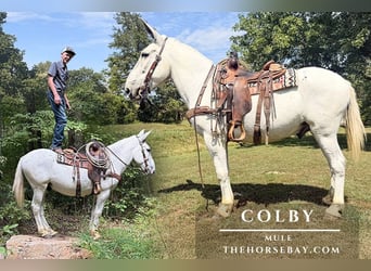 Mule, Gelding, 12 years, 15,1 hh, Grey-Fleabitten, in Willow Springs, MO