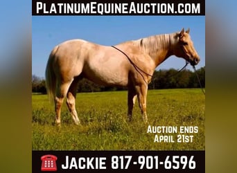 Quarter horse américain, Hongre, 8 Ans, 163 cm, Palomino, in Wetherford TX,