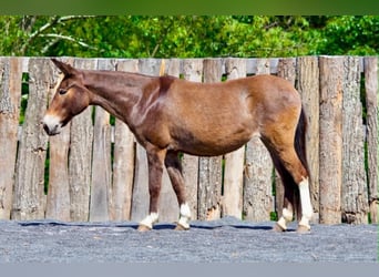 Muildier, Merrie, 10 Jaar, 140 cm, Roodvos, in Clearville