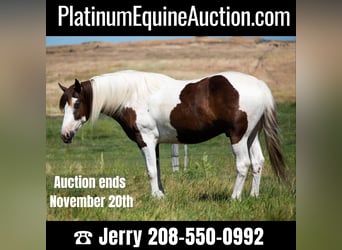 American Quarter Horse, Gelding, 7 years, Chestnut, in Caldweel ID,
