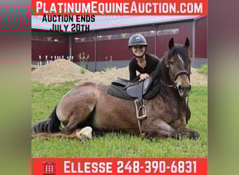 Tinker, Jument, 4 Ans, 145 cm, Bai cerise, in Howell, MI