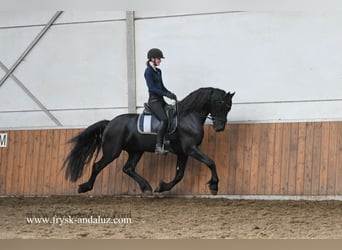 Friesian horses, Stallion, 3 years, 16 hh, Black, in Mijnsheerenland