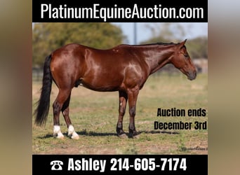 American Quarter Horse, Gelding, 9 years, 15.1 hh, Bay, in Weatherford Tx,
