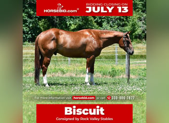 American Quarter Horse, Wałach, 7 lat, Ciemnokasztanowata, in Strasburg