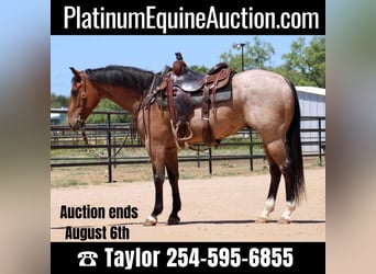American Quarter Horse, Gelding, 6 years, 15.1 hh, Roan-Bay, in Eastland TX,