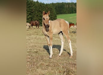 Paint Horse, Stute, Fohlen (05/2025), 150 cm, Tobiano-alle-Farben, in Hellenthal