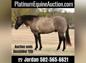 Quarter horse américain, Hongre, 11 Ans, 157 cm, Grullo, in WEATHERFORD tx,