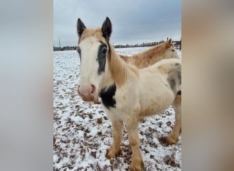 Gypsy Horse, Mare, 1 year, 14.2 hh, Pinto, in Wleń,