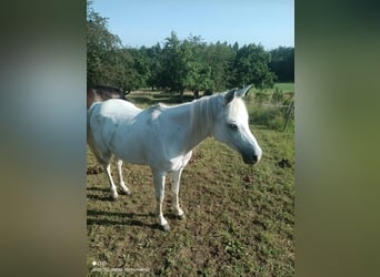 Egipski koń arabski, Klacz, 10 lat, 150 cm, Siwa