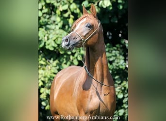 Egipski koń arabski, Klacz, 10 lat, 153 cm, Kasztanowata