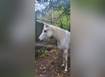 Egipski koń arabski, Klacz, 10 lat, 155 cm, Biała