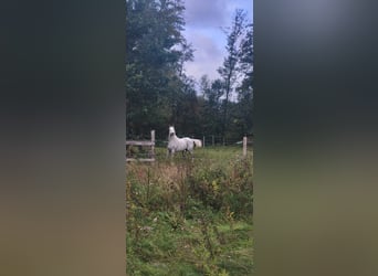 Egipski koń arabski, Klacz, 10 lat, 155 cm, Biała