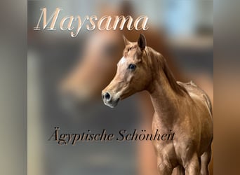 Egipski koń arabski, Klacz, 11 lat, 154 cm, Kasztanowata