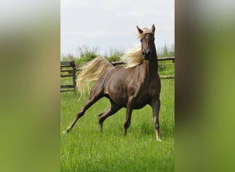 Egipski koń arabski, Klacz, 13 lat, 152 cm, Ciemnokasztanowata