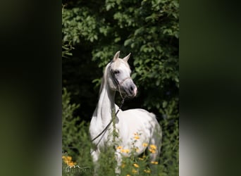 Egipski koń arabski, Klacz, 13 lat, 155 cm, Siwa