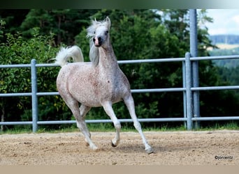 Egipski koń arabski, Klacz, 13 lat, 157 cm, Siwa w hreczce