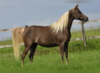 Egipski koń arabski, Klacz, 14 lat, 152 cm, Ciemnokasztanowata