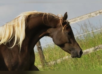 Egipski koń arabski, Klacz, 14 lat, 152 cm, Ciemnokasztanowata
