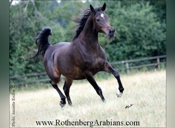 Egipski koń arabski, Klacz, 14 lat, 153 cm, Skarogniada