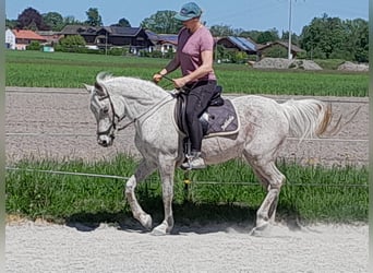 Egipski koń arabski, Klacz, 16 lat, 152 cm, Siwa w hreczce