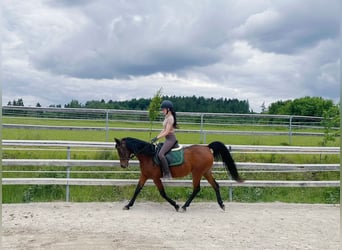 Egipski koń arabski, Klacz, 16 lat, 153 cm, Gniada