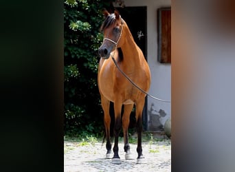 Egipski koń arabski, Klacz, 19 lat, 152 cm, Gniada