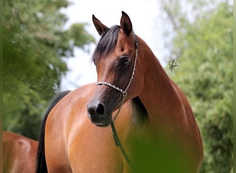 Egipski koń arabski, Klacz, 19 lat, 152 cm, Gniada