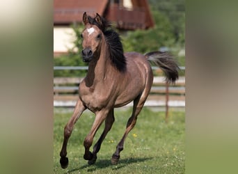 Egipski koń arabski, Klacz, 1 Rok, 153 cm, Może być siwy