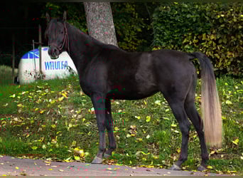 Egipski koń arabski, Klacz, 3 lat, 150 cm, Kara